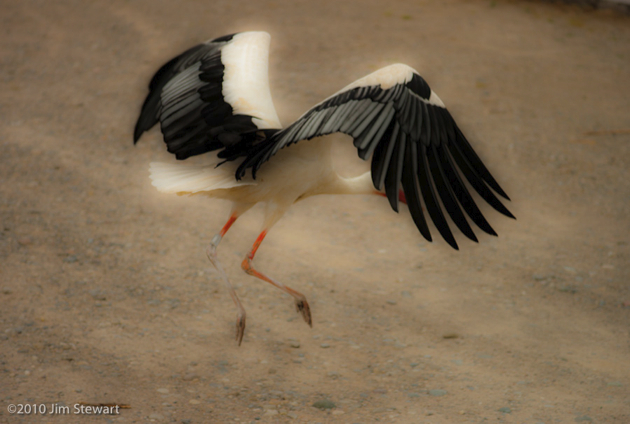 Stork landing