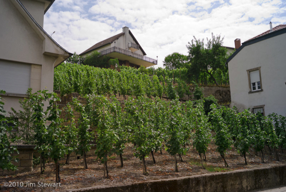 Éinen : street scene with vines