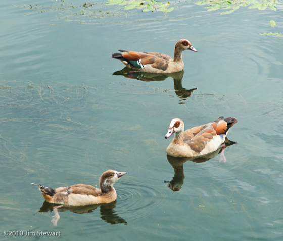 Egyptian Geese