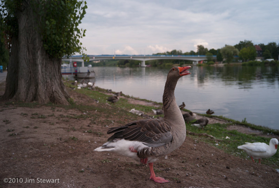 Goose at Remich