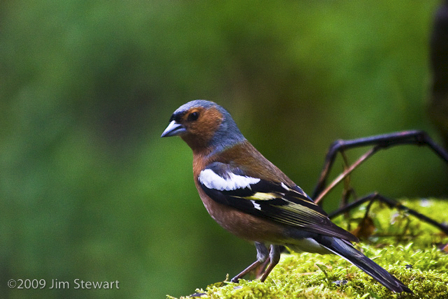 Chaffinch in Courting Suit