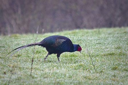 Pheasant in the Foggy, Foggy Dew