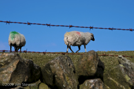 Behind the Wire